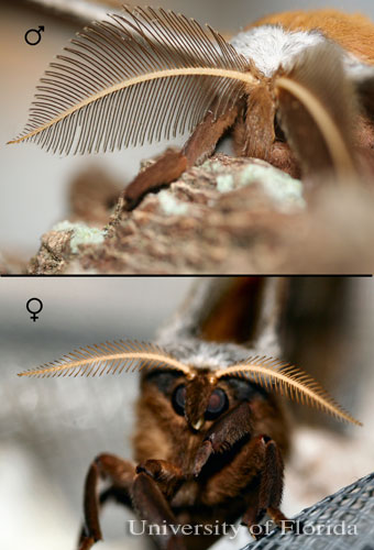 male and female antennae  