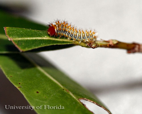1st instar larva