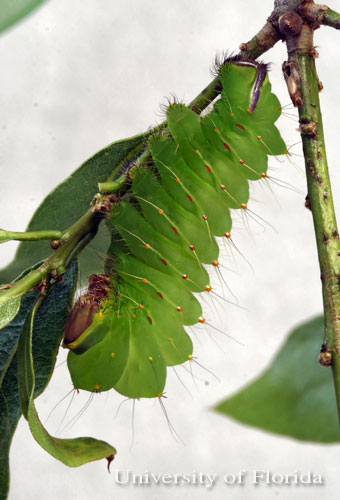 late instar larva 