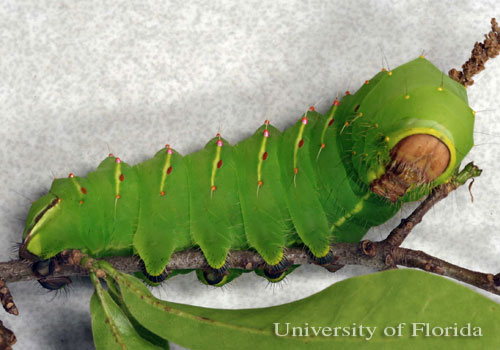 5th instar larva 
