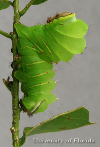 Caterpillar of polyphemus moth