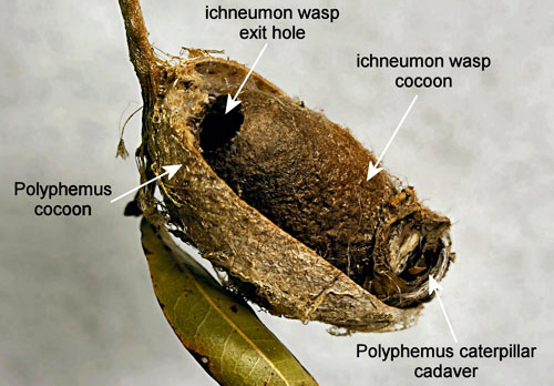 Cocoon of polyphemus moth, Antheraea polyphemus (Cramer) with an ichneumon wasp cocoon.