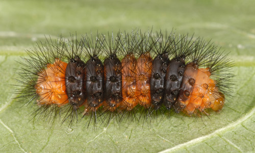 Early instar giant woolly bear, Hypercompe scribonia (Stoll 1790).