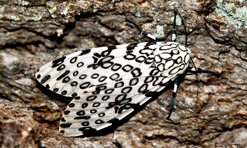 Figure 5. Giant leopard moth, Hypercompe scribonia (Stoll 1790), adult, dorsal view. Photograph by Donald W. Hall, University of Florida.