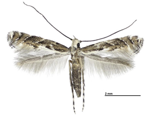Adult of Leucospilapteryx venustella (Clemens). 