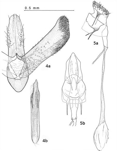 Genitalia of Leucospilapteryx venustella (Clemens). Male: 4a) Ventral view of genital capsule; 4b) Aedeagus. Female: 5a) Lateral view; 5b) Ventral view.
