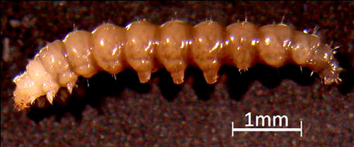 Dorsal view of a late instar Leucospilapteryx venustella (Clemens) larva. Note the downward directed mouthparts.