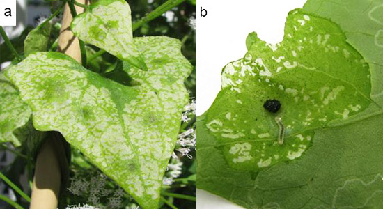 a) Mikania scandens leaf with tentiform or blotch mines caused by Leucospilapteryx venustella (Clemens) larvae. b) Open mine with larva and plant tissue damage; note the central accumulation of frass made by the larva. 