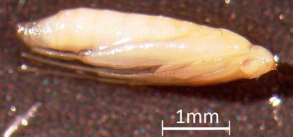 Lateral view of the pupa of Leucospilapteryx venustella (Clemens).
