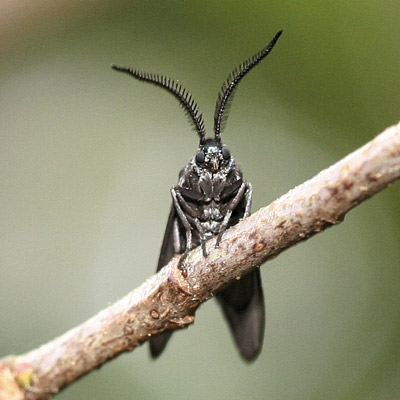 Laurelcherry smoky moth, Neoprocris floridana Tarmann, male in typical resting position.