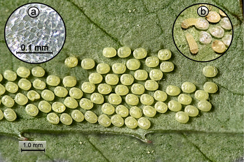 Laurelcherry smoky moth, Neoprocris floridana Tarmann, egg mass. Inset a = microscopic reticulations of the chorion surface. Inset b = eclosing larva. 