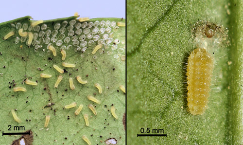 Laurelcherry smoky moth, Neoprocris floridana Tarmann, newly hatched first instar larvae (left) and newly molted second instar eating its exuviae (right). 