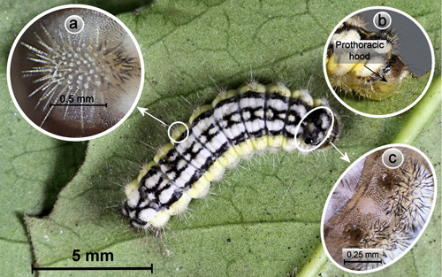 Laurelcherry smoky moth, Neoprocris floridana Tarmann, full-grown larva. Inset a = spine-bearing verruca. Inset b = hood-like prothorax hiding retracted head. Inset c = paired mesothoracic sclerotized areas. 