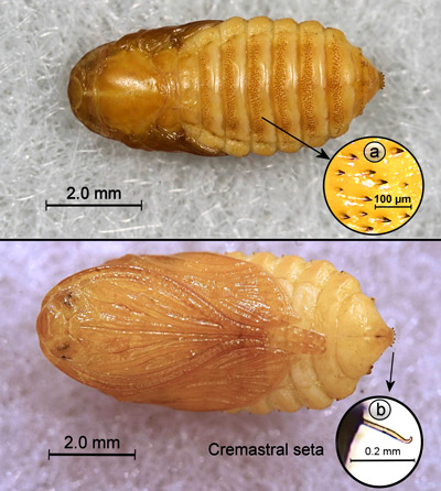 Laurelcherry smoky moth, Neoprocris floridana Tarmann, pupa - dorsal (top) and ventral (bottom) views. Inset a = spines. Inset b = magnified cremastral seta. 