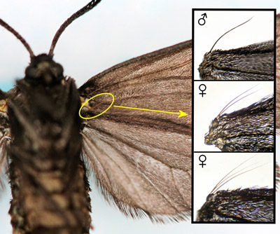 Laurelcherry smoky moth, Neoprocris floridana Tarmann, frenulums. Insets: male (top), female - two bristles (middle), female – three bristles (bottom).