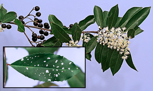 Carolina laurelcherry, Prunus caroliniana Aiton (Rosaceae), branch of mature tree showing foliage, cherries, and blooms. Inset = leaf from sapling showing serrated edges.