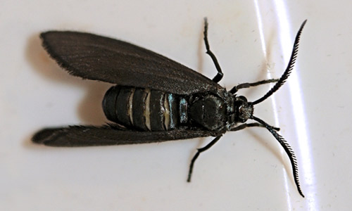 Laurelcherry smoky moth, Neoprocris floridana Tarmann, female in characteristic procridine “calling” posture.