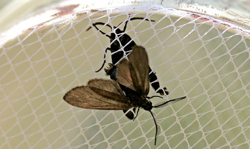 Laurelcherry smoky moth, Neoprocris floridana Tarmann, female (caged) and male with claspers spread attempting to mate.