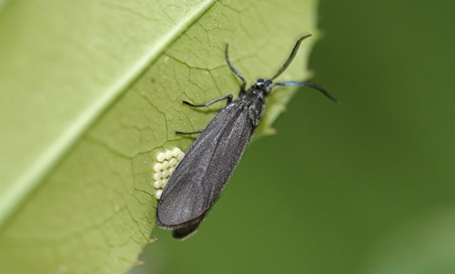 Laurelcherry smoky moth, Neoprocris floridana Tarmann, ovipositing female. 