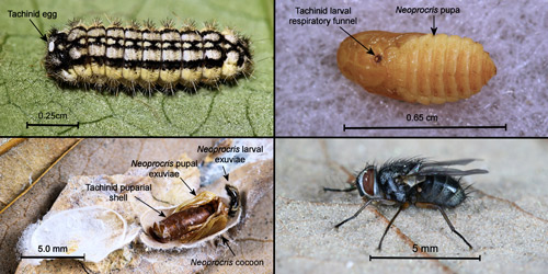 Life cycle of tachinid parasitoid of the laurelcherry smoky moth, Neoprocris floridana Tarmann. 