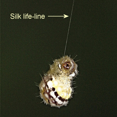 Laurelcherry smoky moth, Neoprocris floridana Tarmann, larva hanging by silk life-line.