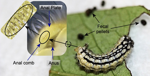 Laurelcherry smoky moth, Neoprocris floridana Tarmann, larva with ejected fecula. Insets: underside of anal plate with anal comb and enlarged anal comb. 