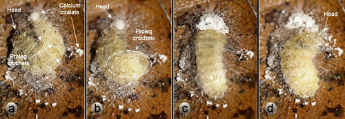Laurelcherry smoky moth, Neoprocris floridana Tarmann, larva expelling calcium oxalate monohydrate from the rectum - then distributing it throughout the outer netting of the cocoon. (a) excretion of calcium oxalate. (b) larva turns around. (c) larva adds material to calcium oxalate. (d) larva uses mouthparts to distribute calcium oxalate to outer webbing of cocoon.