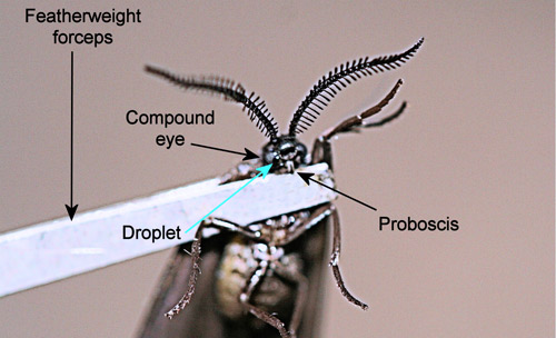 Laurelcherry smoky moth, Neoprocris floridana Tarmann, facial droplet. 