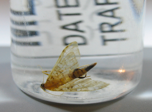 Samea ecclesialis male in Multi-Lure trap sample