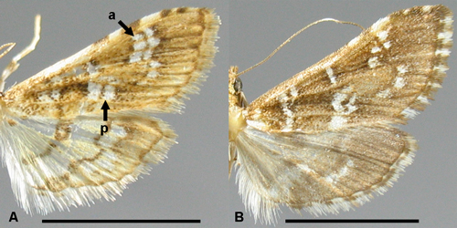 Wings: A, Samea multiplicalis; B, Samea druchachalis. a, anterior spot; p, posterior spot. Scale bars = 5 mm