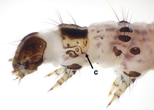 Larval prothoracic shield of Samea ecclesialis. c, corner of shieldin Multi-Lure trap sample