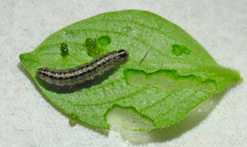 Larval S. ecclesialis on Richardia brasiliensis