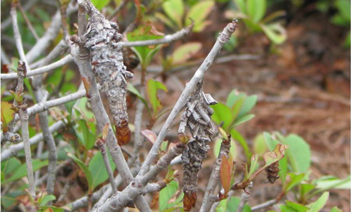 Bagworms and their damage on Indian hawthorn