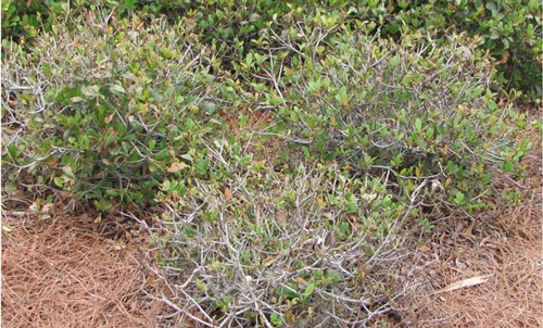 Defoliated Indian hawthorn