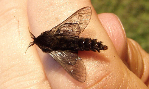 Adult male bagworm