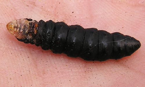 Adult female bagworm