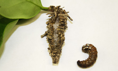 Bagworm larva removed from its ba