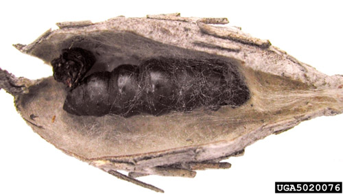 Common bagworm pupa