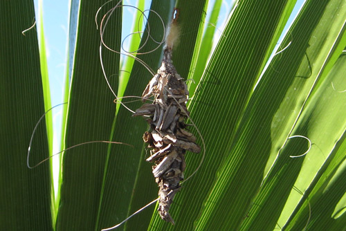 Bagworm pupae on Mexican fan palm