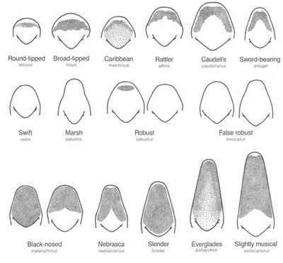 he shapes and relative sizes of North American Neoconocephalus spp. fastigia. Note the Neoconocephalus triops (L.) fastigium (second in the top row). 