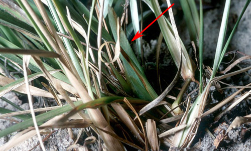 Green Neoconocephalus triops (L.) adult female hidden in grass. Only the forewing (as indicated by the red arrow; altered with permission) and extended hind leg are visible.