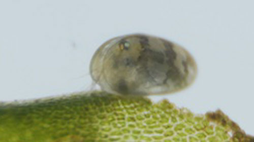 Side view of seed shrimp, Cypridopsis vidua (Müller) on a piece of Lomariopsis (Süsswassertang) with antenna visible at the front. Photograph by Lyle J. Buss, University of Florida.
