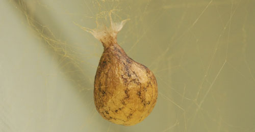 Light brown egg sac of the yellow garden spider, Argiope aurantia (Lucas).