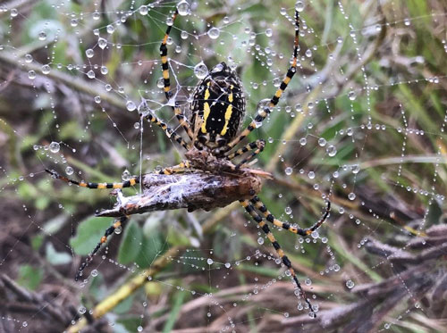 A female Argiope aurantia (Lucas) using the throwing method to secure an Orthopteran (grasshopper) host.