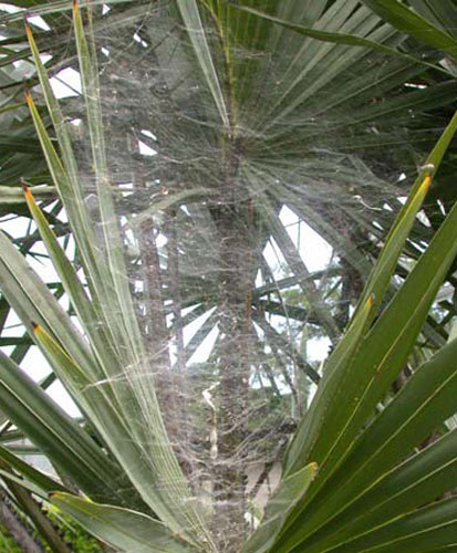 Colony of Cyrtophora citricola filling space between palm leaves.