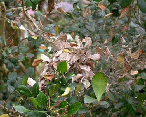 Dead leaves  accumulated  in  Cyrtophora  citricola
