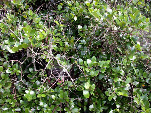 Multiple dead twigs due to Cyrtophora citricola webbing on Eugenia coronata. 