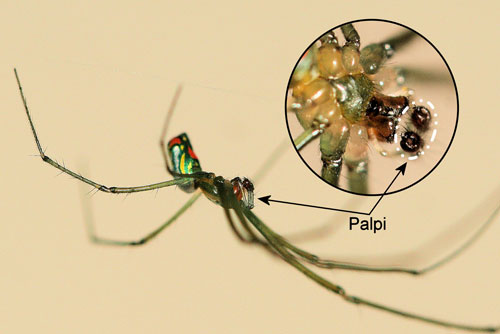 Leucauge argyrobapta (White) male, side view. Inset: underside of cephalothorax (fused head and thorax). Note bulbous palpi. Photographs by Donald W. Hall, University of Florida.