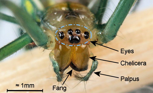 Orchard orbweaver, Leucauge argyrobapta (White). (anterior view of cephalothorax showing palpi, chelicerae, and fangs). Photograph by Donald W. Hall, University of Florida.