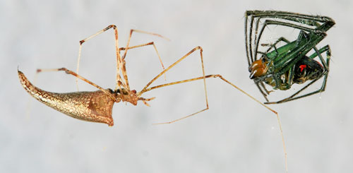 Predatory Rhomphaea (Theridiidae) (left) and its partially-digested Leucauge argyrobapta (White) prey. (Both spiders removed from the Leucauge argyrobapta web for photography). Photograph by Donald W. Hall, University of Florida.